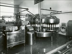Shiny metal equipment holds rows of white glass milk bottles
